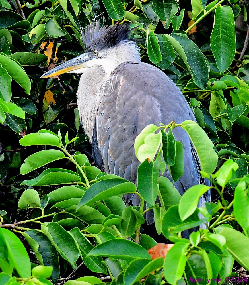 DSC_7898_001.JPG