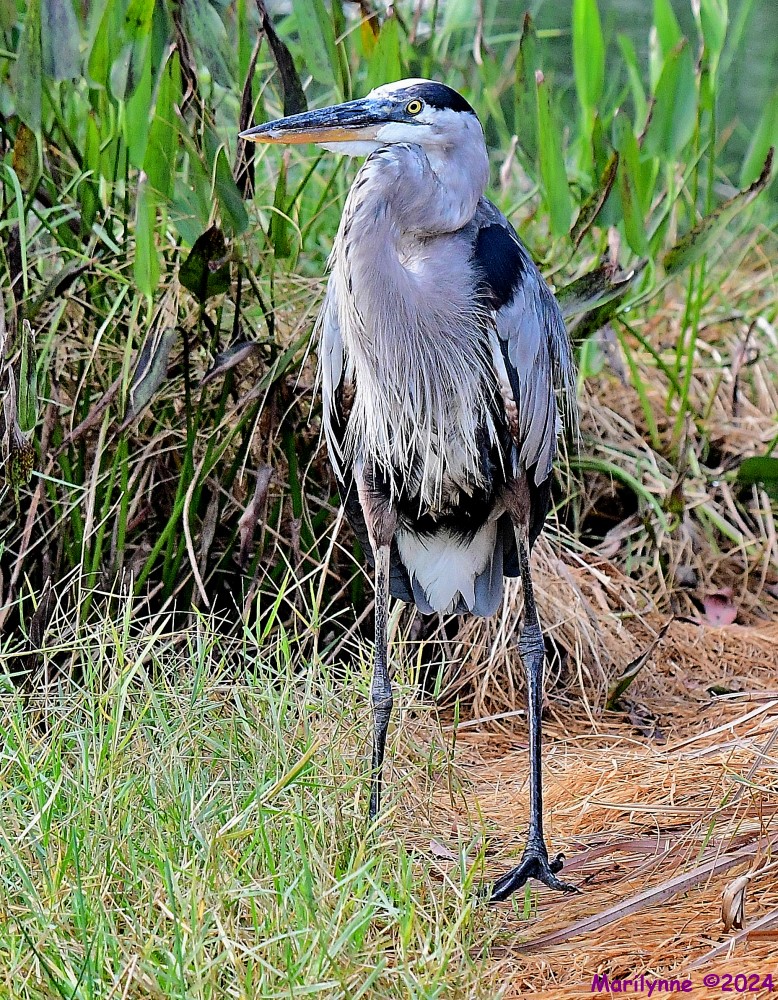 DSC_7899_001.JPG