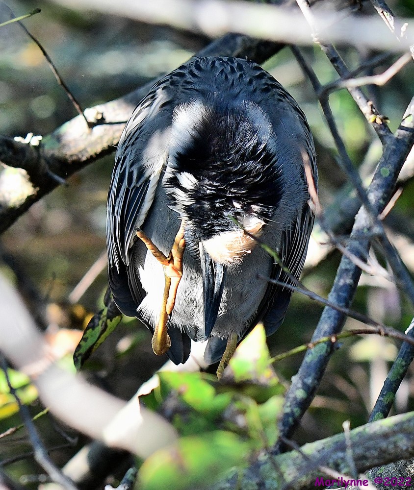 DSC_7900_001.JPG