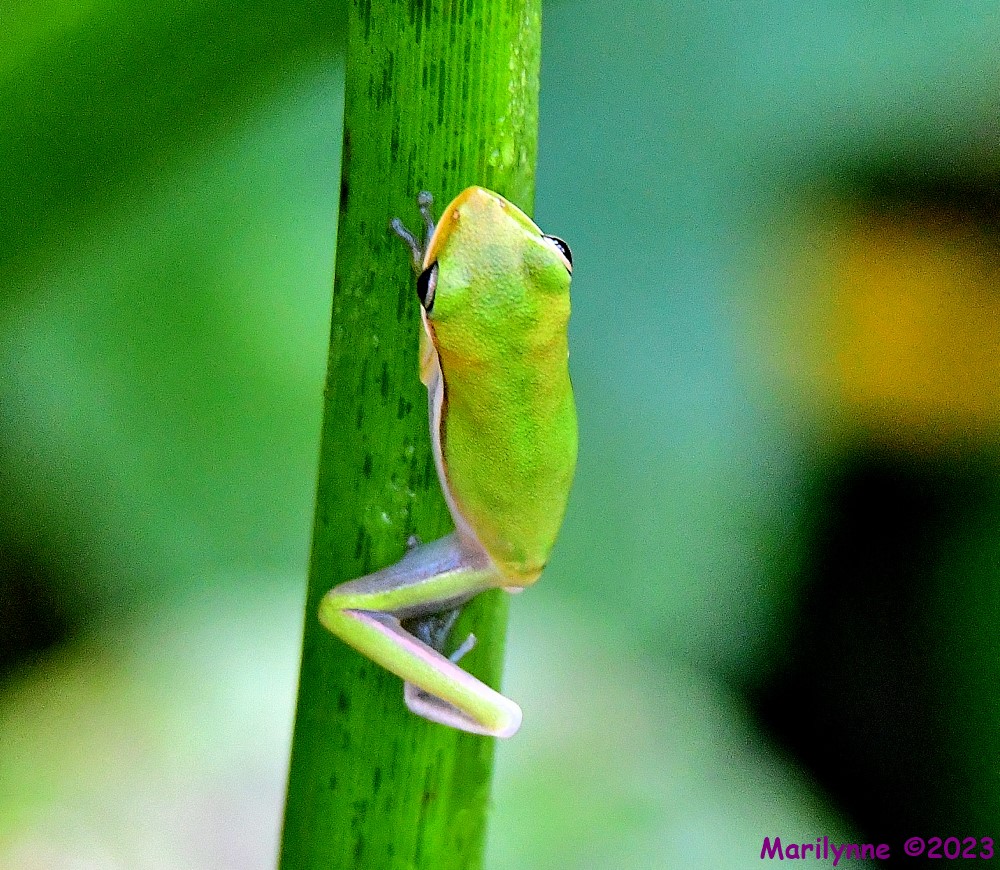 DSC_7900_001.JPG