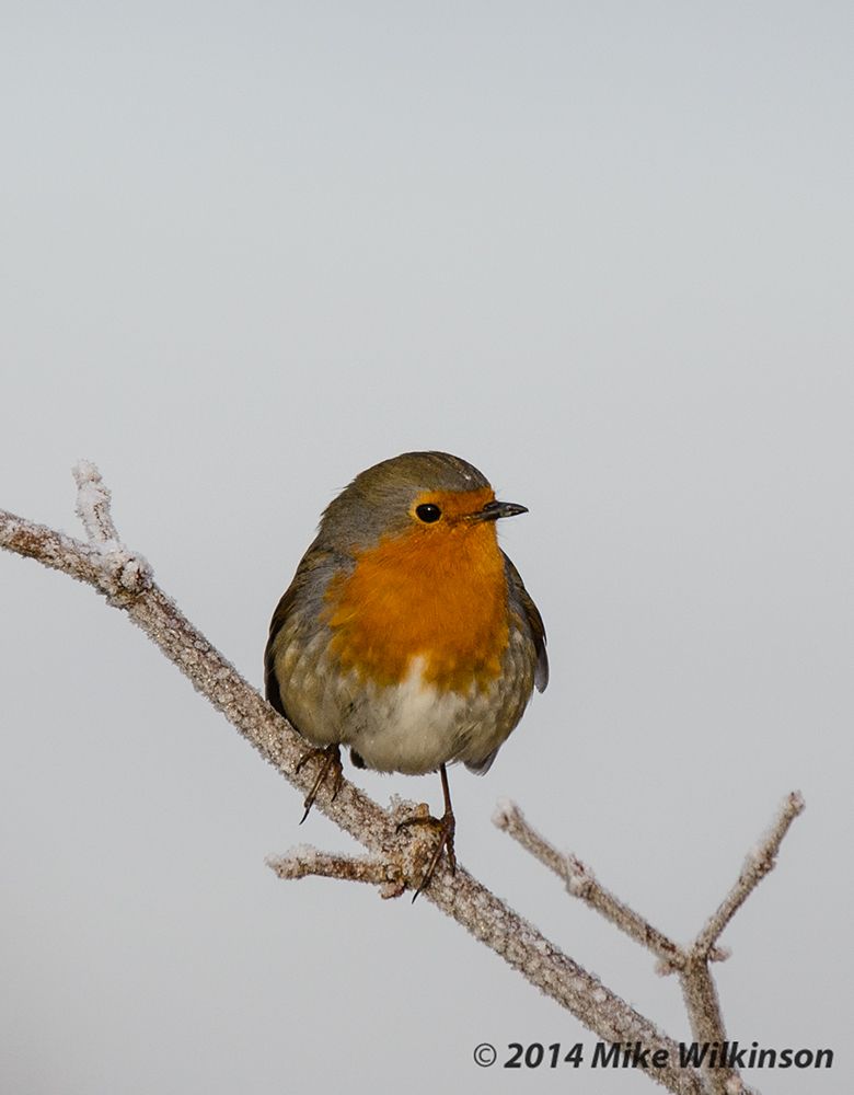 DSC_7902.jpg