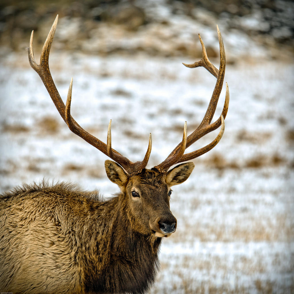DSC_7903-Edit.jpg