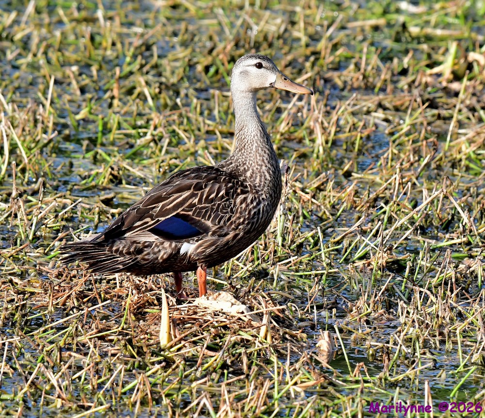 DSC_7903_001.JPG