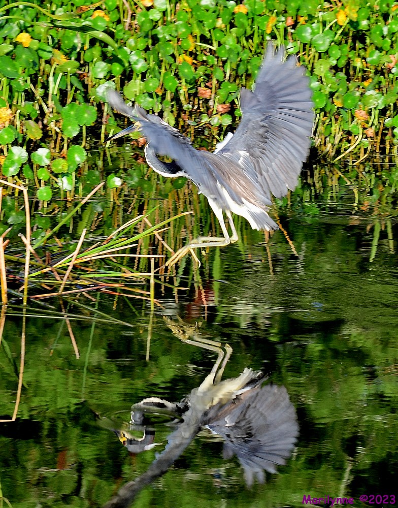 DSC_7904_001.JPG