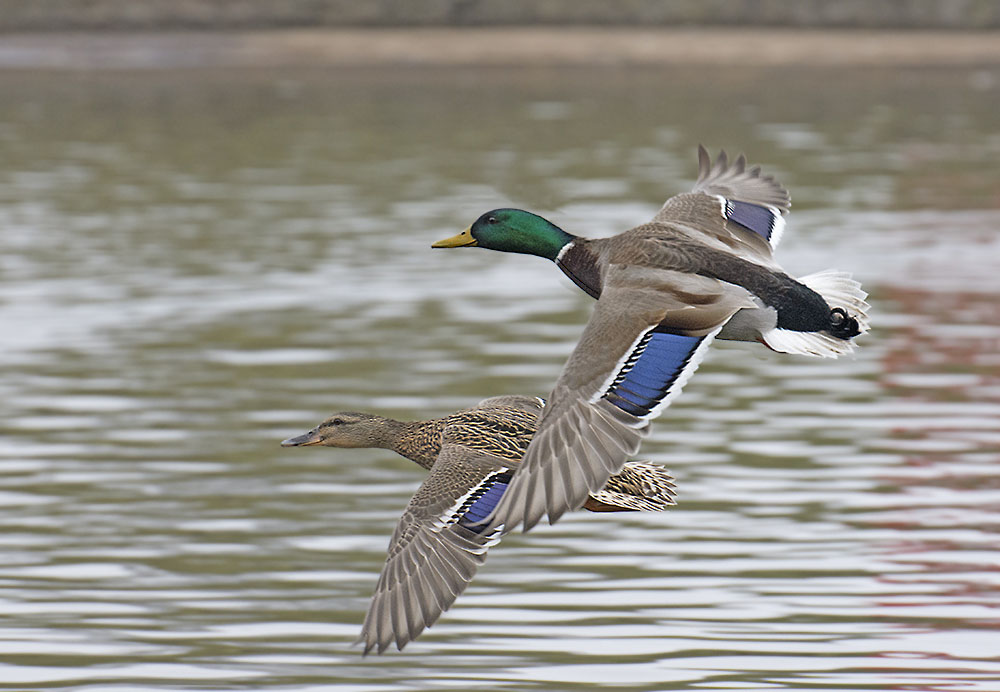 dsc_7904_25752648215_o.jpg