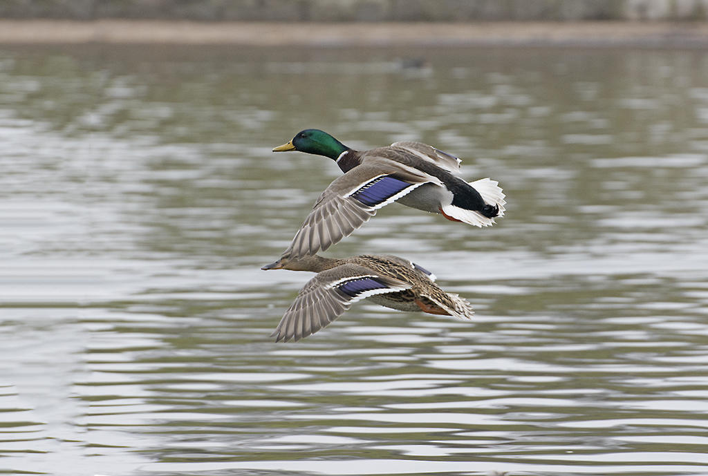 DSC_7905.jpg