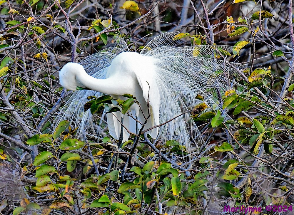 DSC_7905_001.JPG