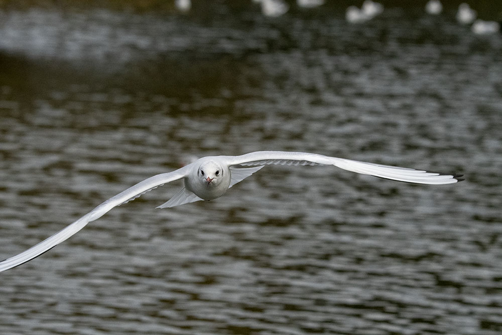 DSC_7906.jpg