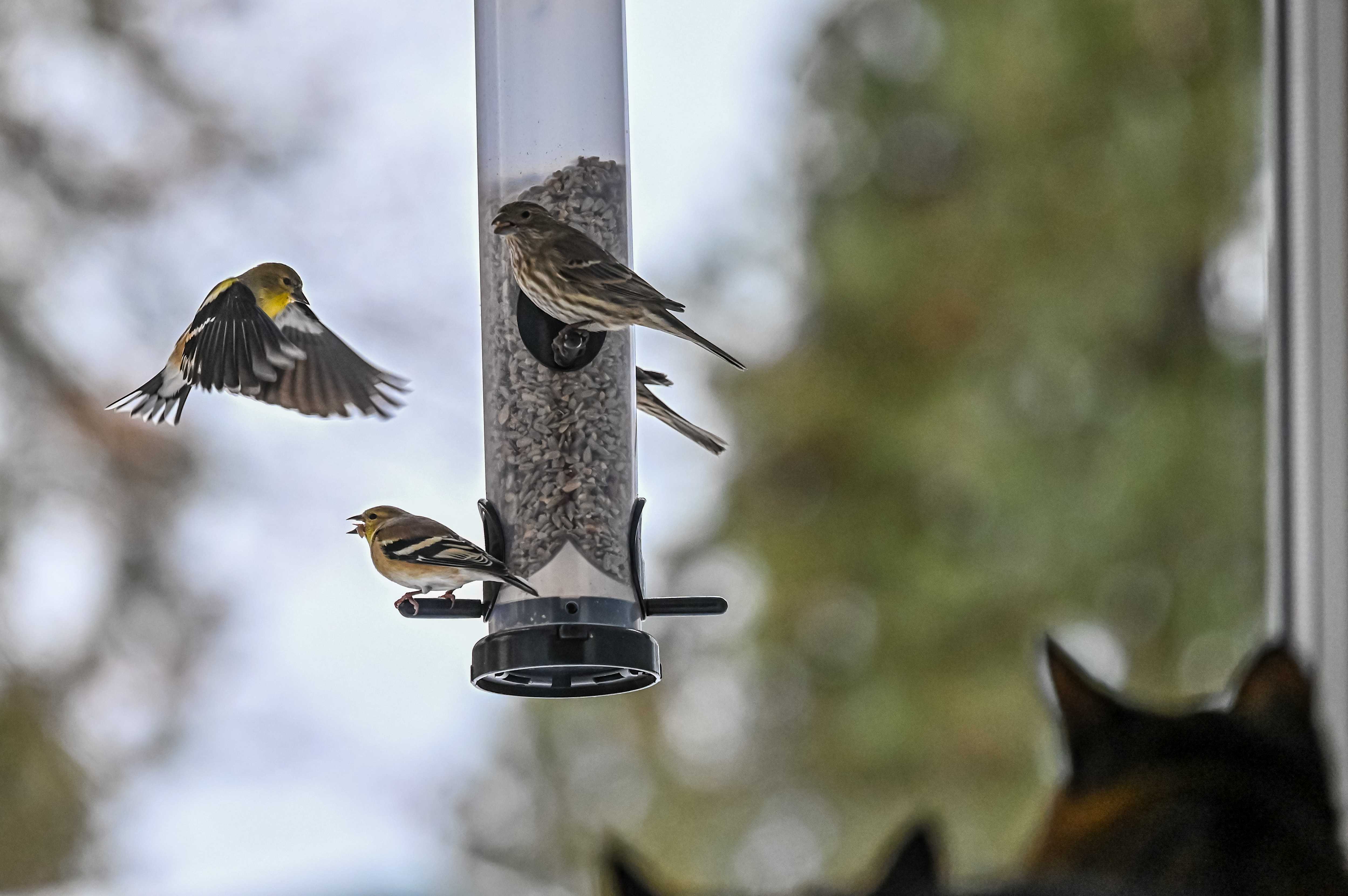 DSC_7906.JPG