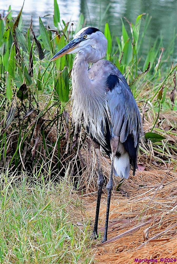 DSC_7906_001.JPG