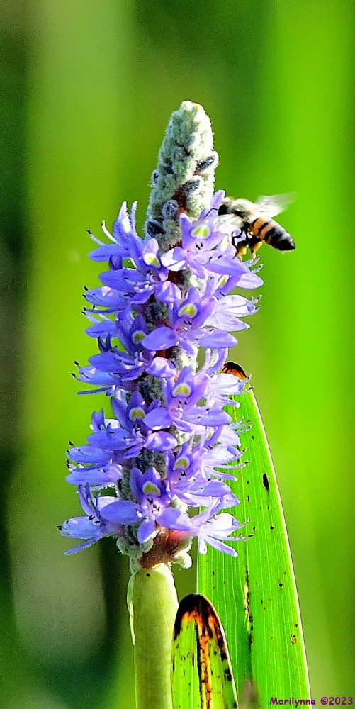 DSC_7907_001.JPG