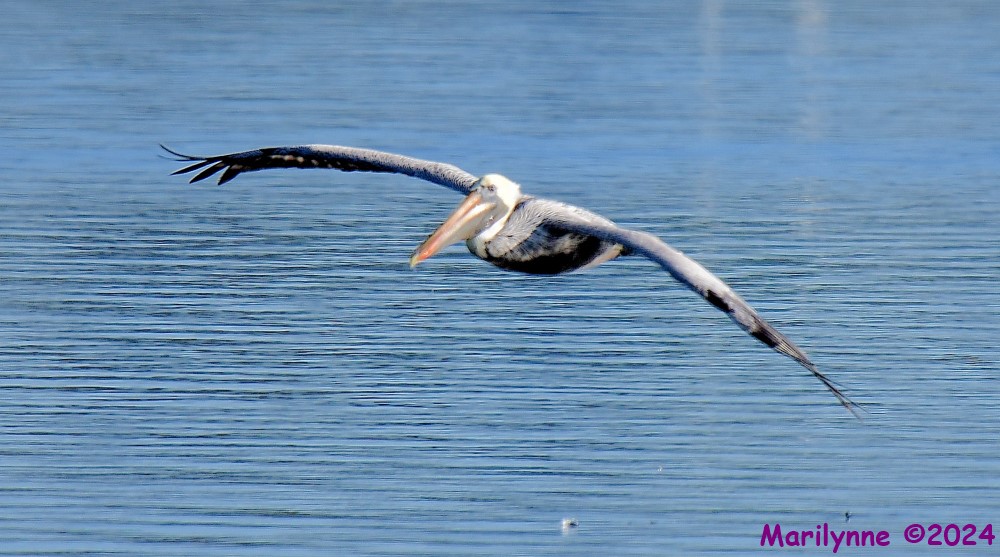 DSC_7907_001.JPG