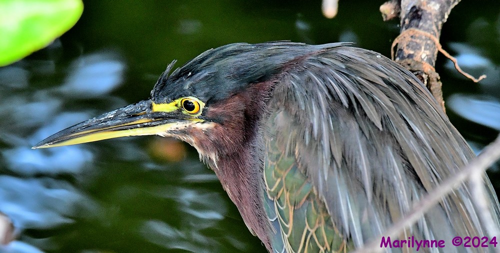 DSC_7908_001.JPG