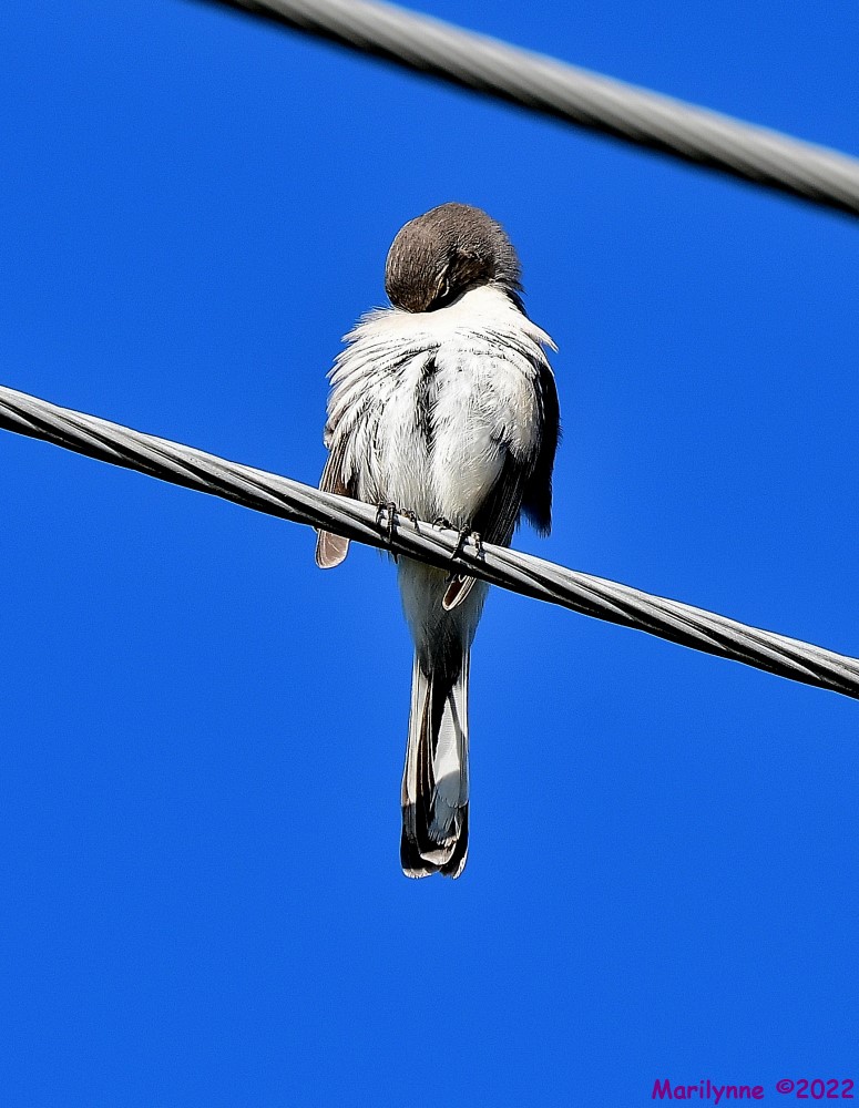 DSC_7909_001.JPG