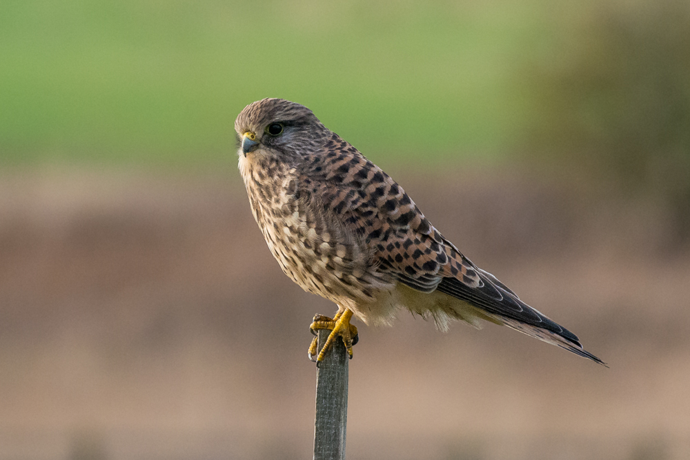DSC_7911.jpg