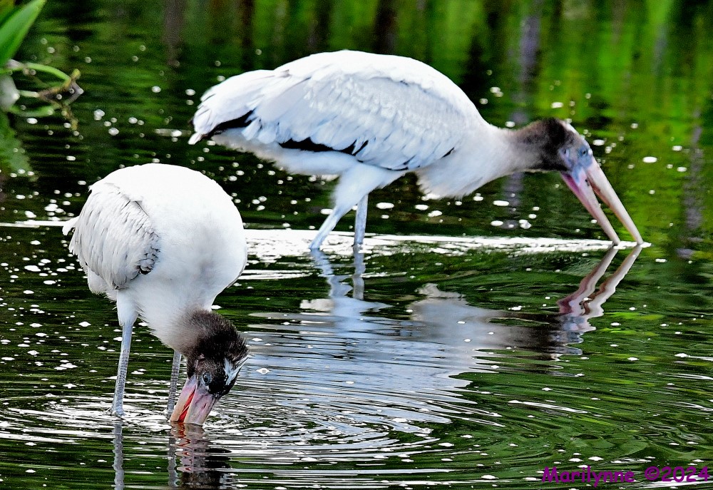DSC_7913_001.JPG