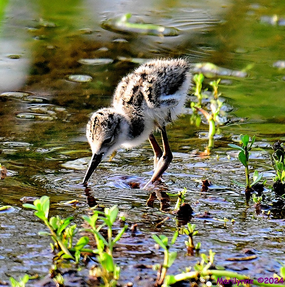 DSC_7914_001.JPG