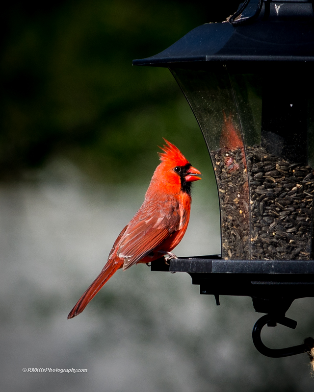 DSC_7914_10486.jpg