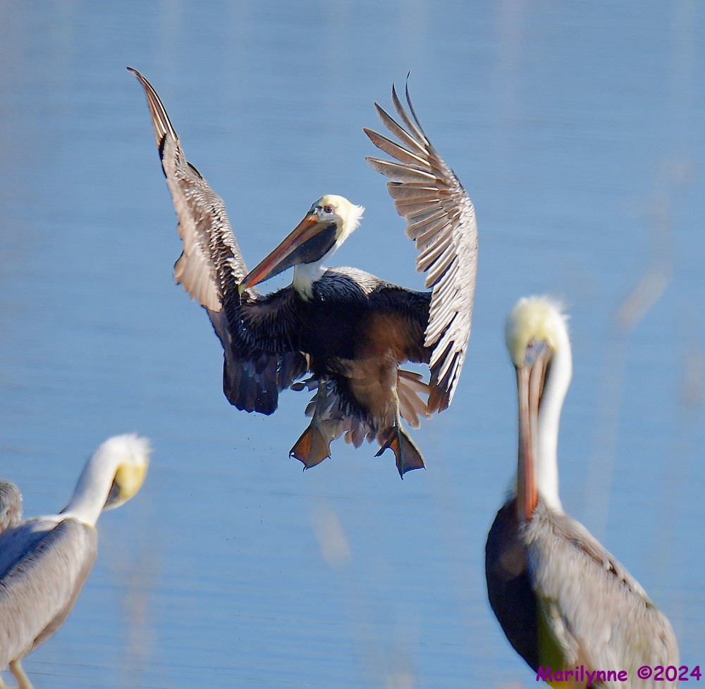 DSC_7915_001.JPG