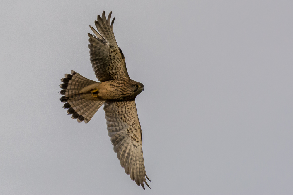 DSC_7916.jpg