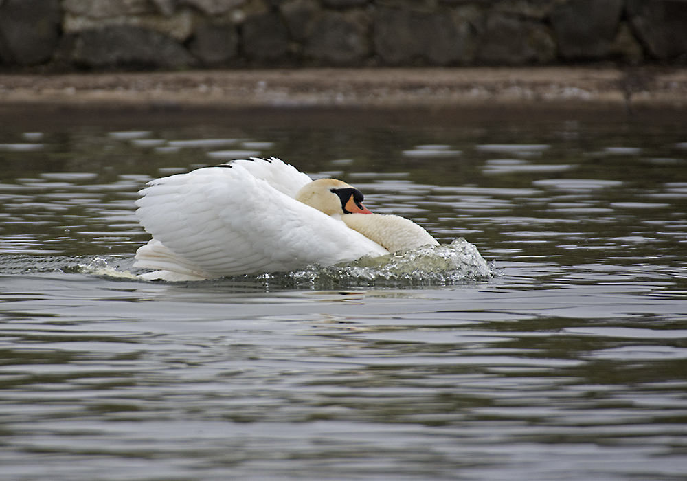 DSC_7919.jpg
