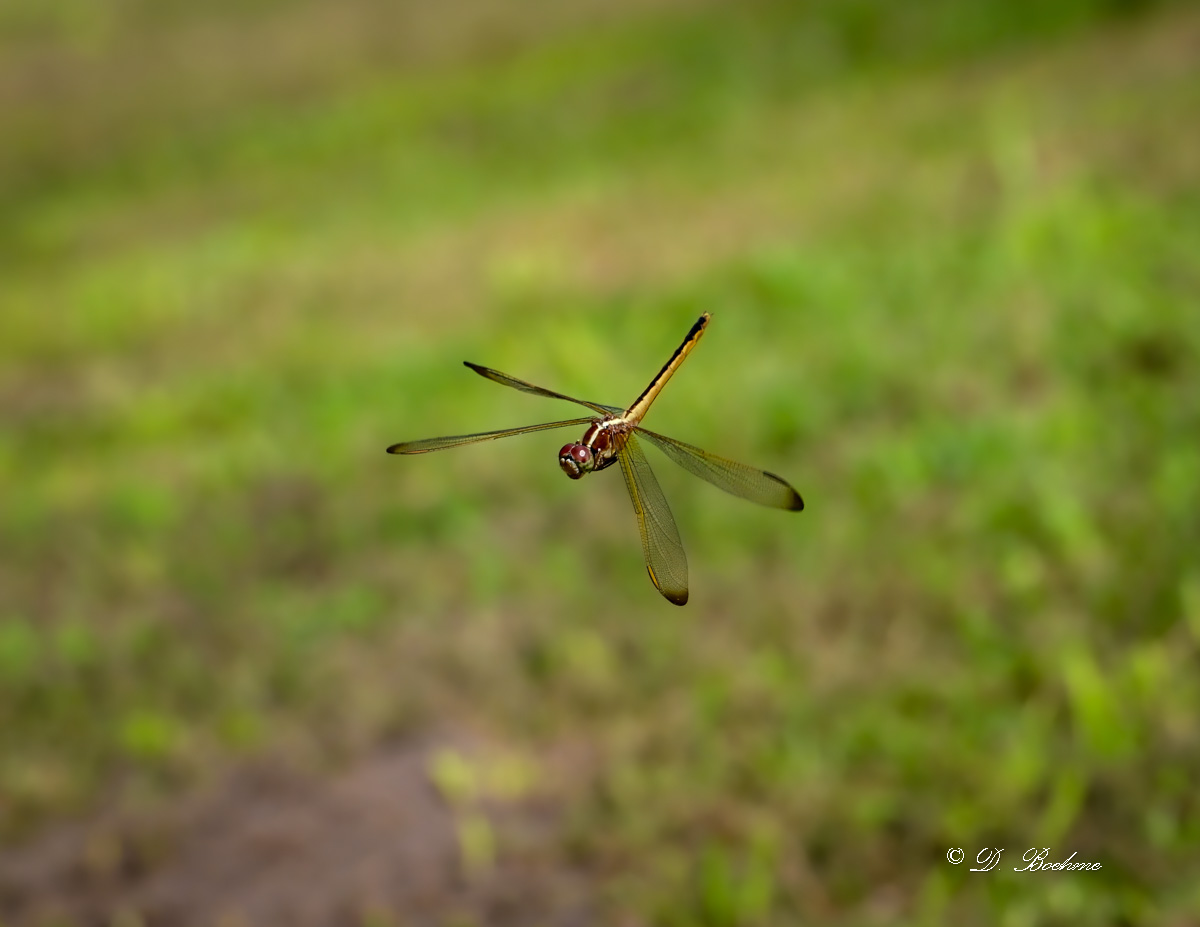 DSC_7919-topaz-denoise-2.jpg