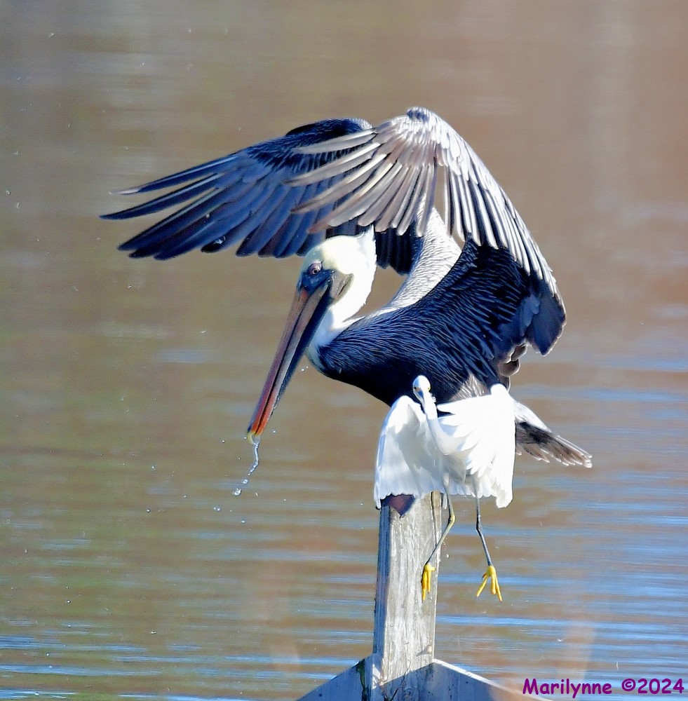 DSC_7919_001.JPG