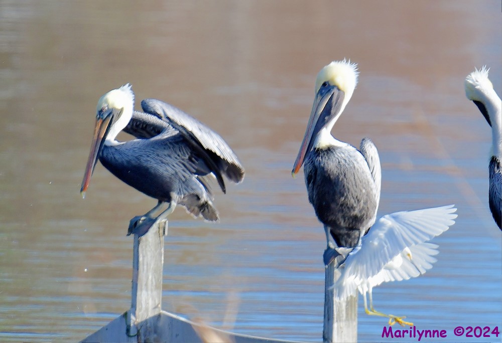 DSC_7920_001.JPG