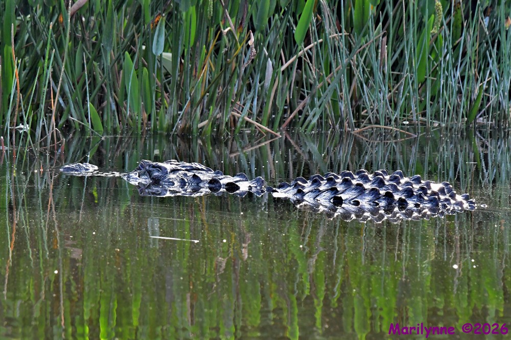 DSC_7920_001.JPG