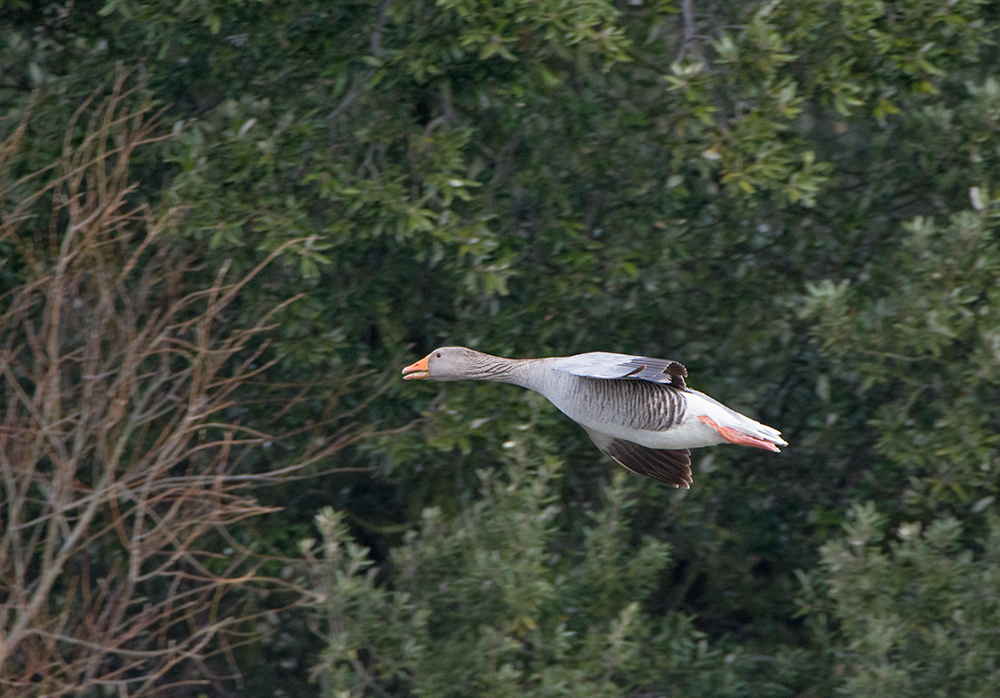 DSC_7921.jpg