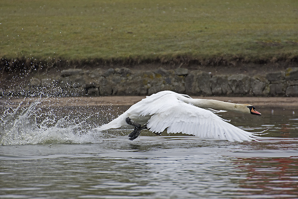DSC_7923.jpg