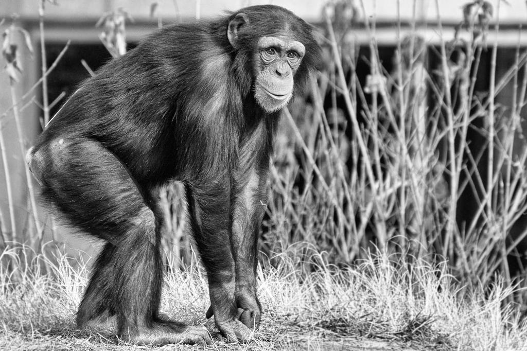 DSC_7924-chimp-edit-Edit.jpg