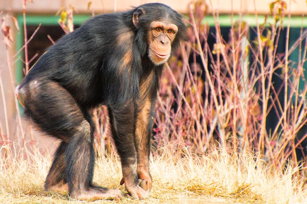 DSC_7924-chimp-edit.jpg
