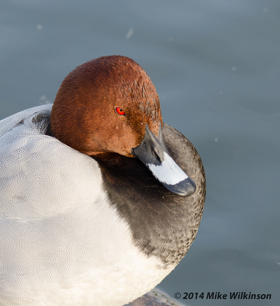 DSC_7927.jpg
