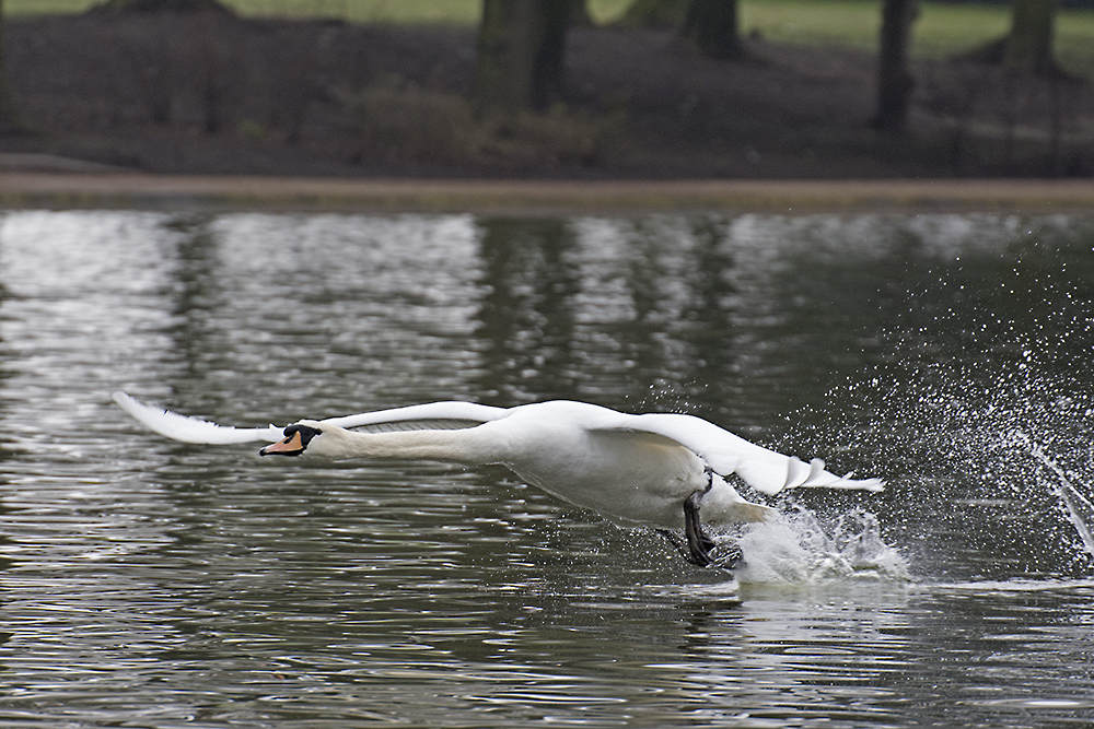 DSC_7930.jpg
