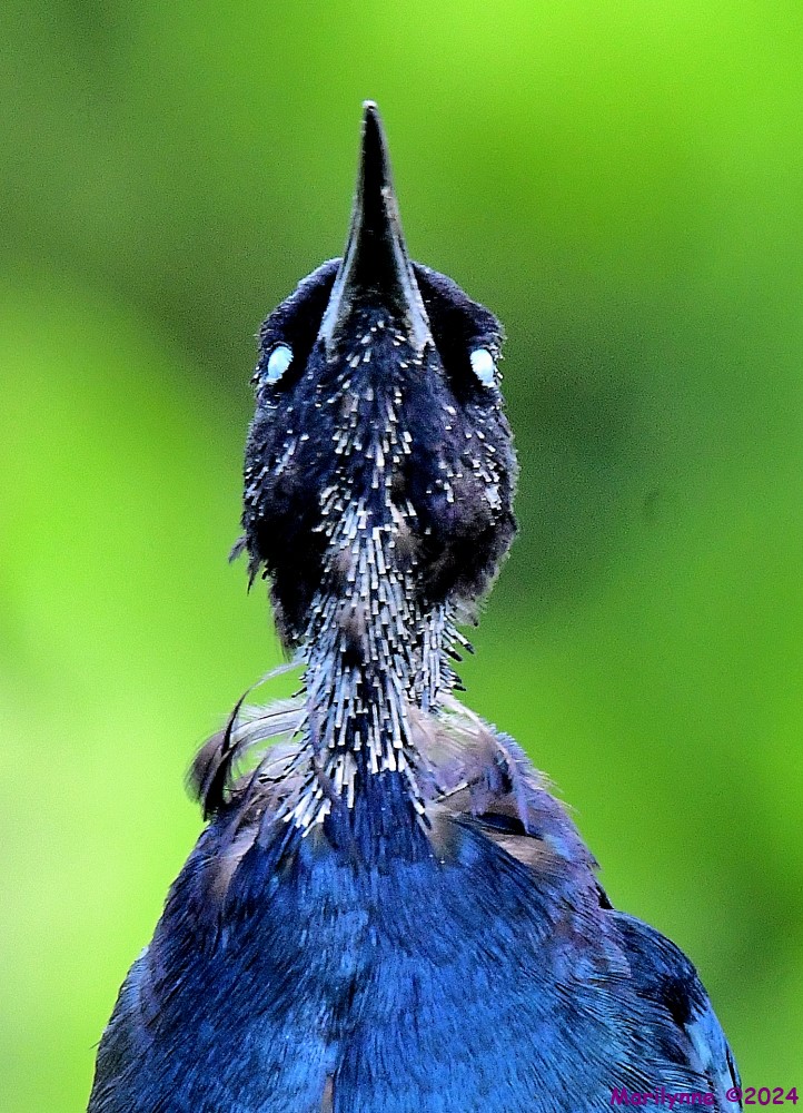 DSC_7930_001.JPG