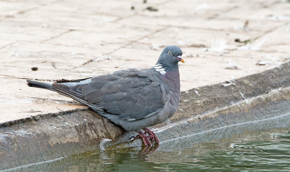 DSC_7932.jpg