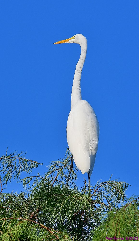 DSC_7932_001.JPG