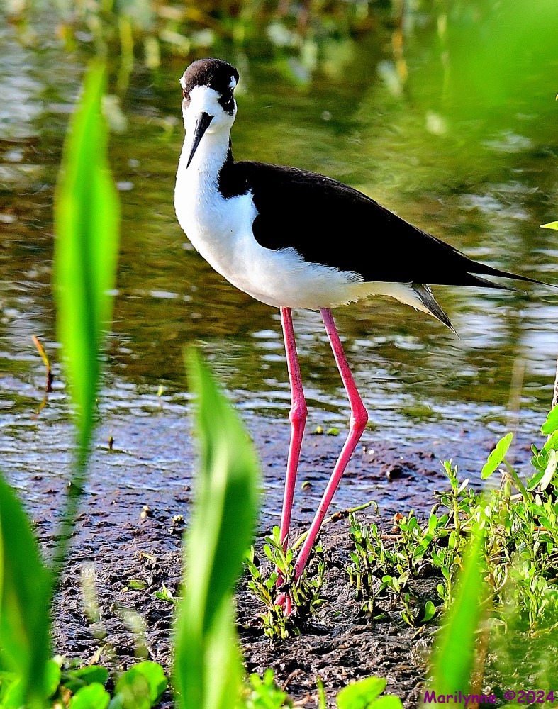 DSC_7932_001.JPG