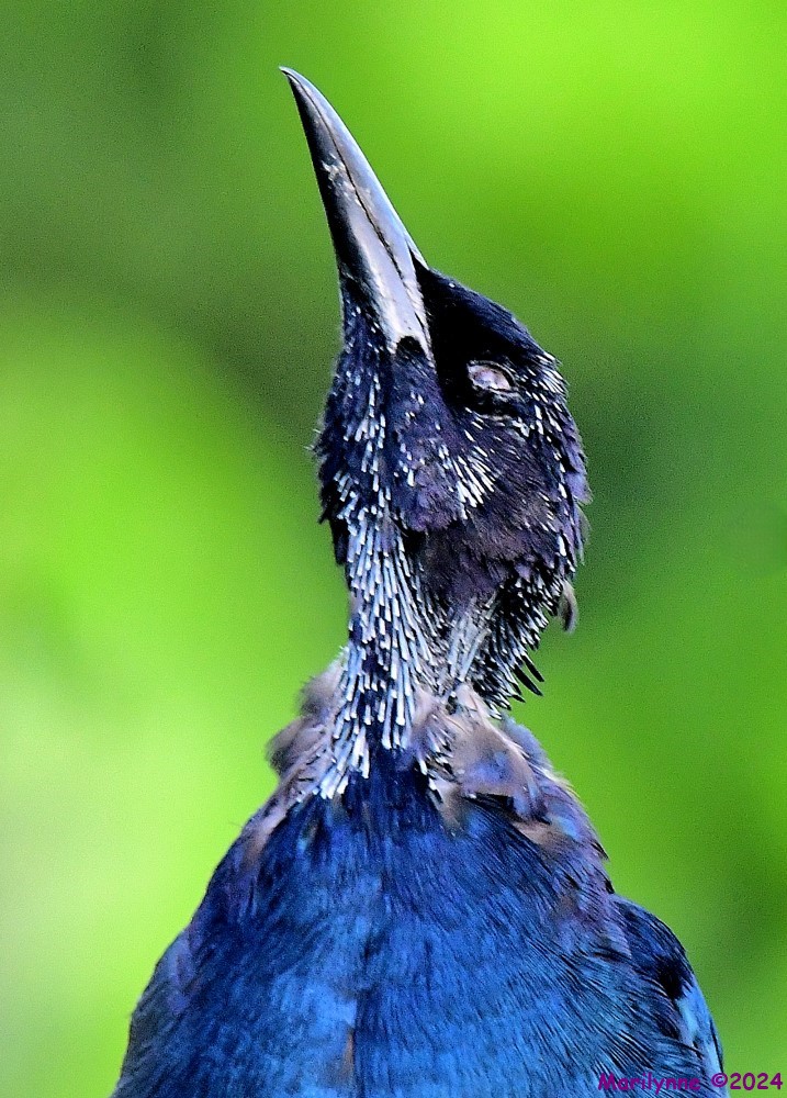 DSC_7932_001.JPG