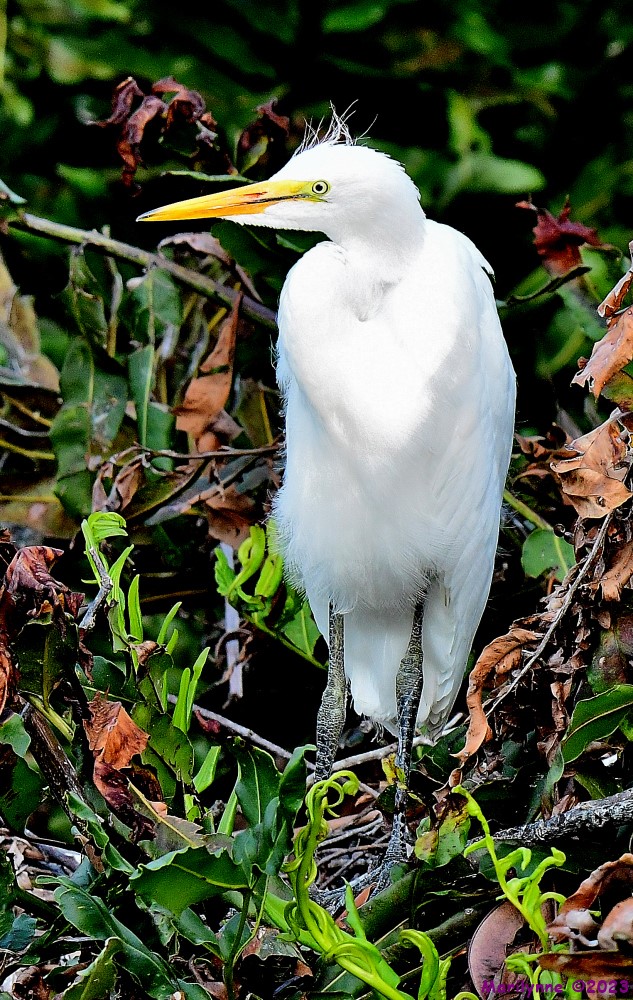 DSC_7933_001.JPG