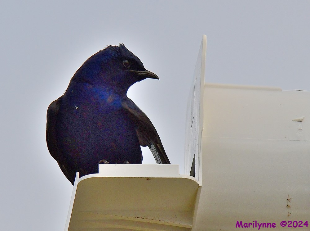 DSC_7934_001.JPG
