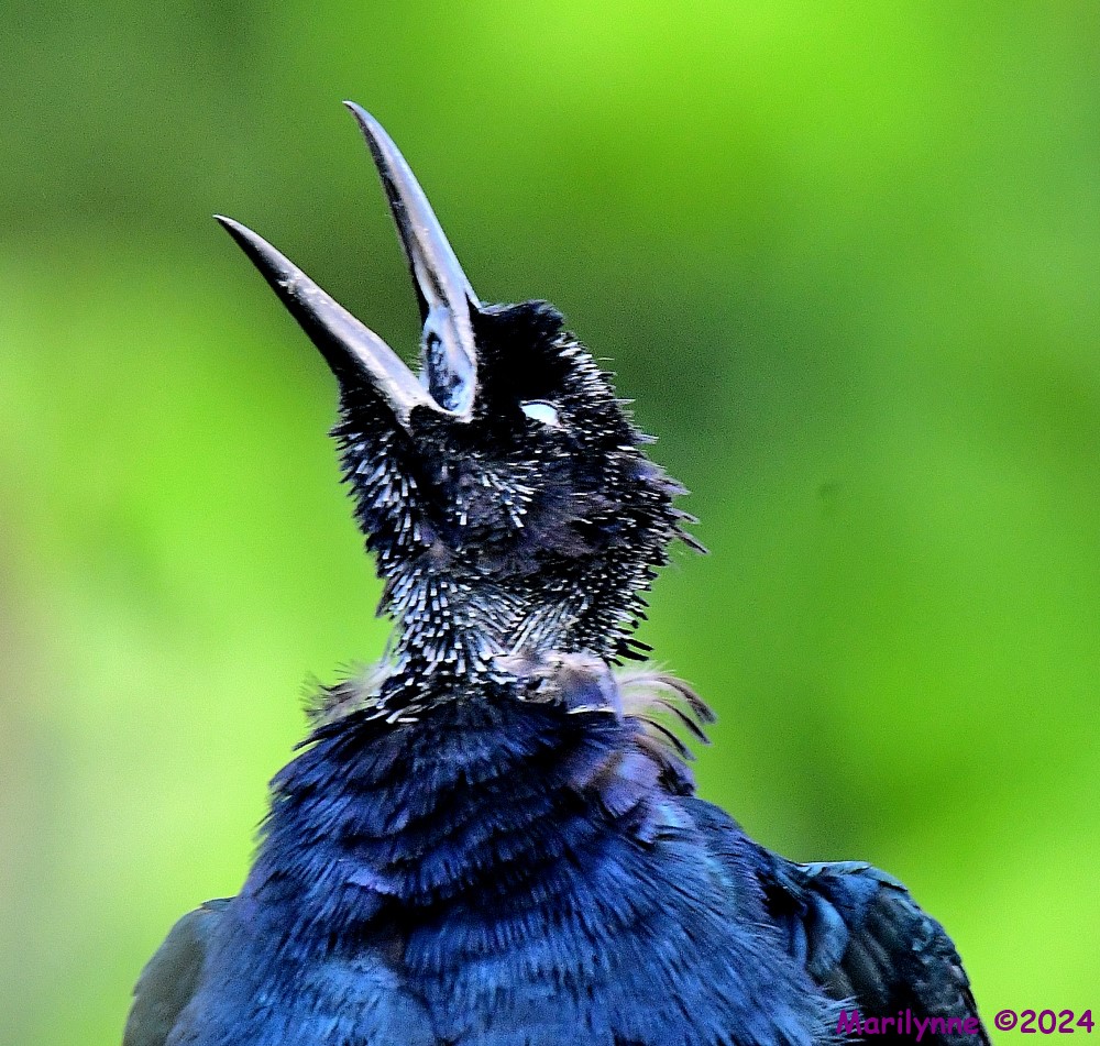 DSC_7934_001.JPG