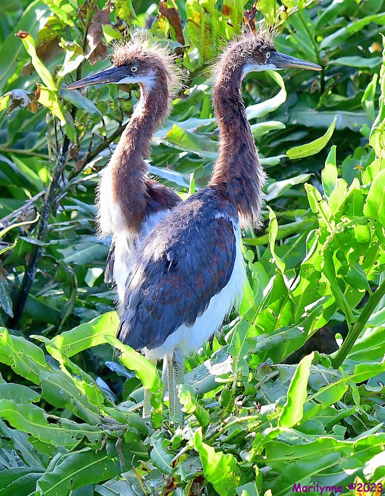 DSC_7935_001.JPG