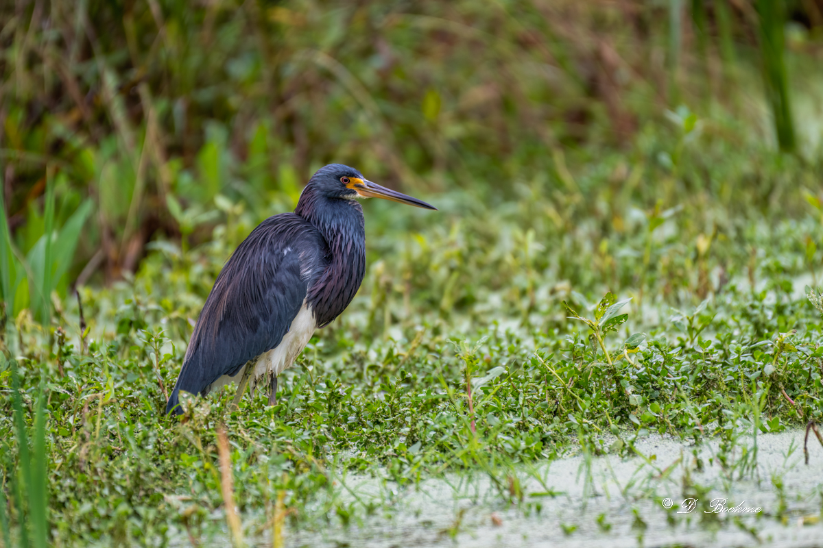 DSC_7937-DeNoiseAI-low-light.jpg
