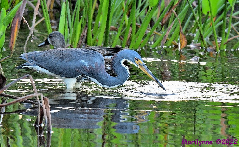 DSC_7938_001.JPG