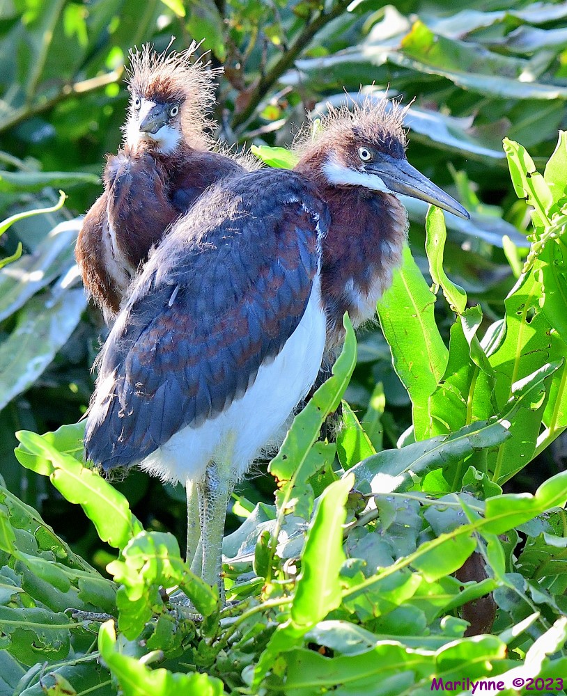 DSC_7938_001.JPG