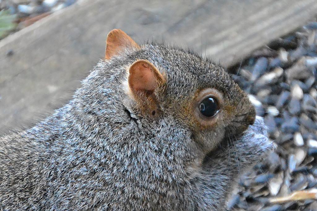 DSC_7940.jpg