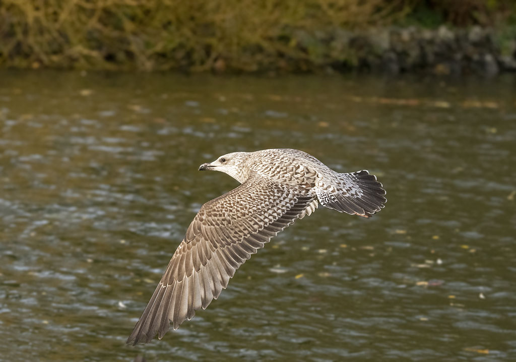 DSC_7942.jpg