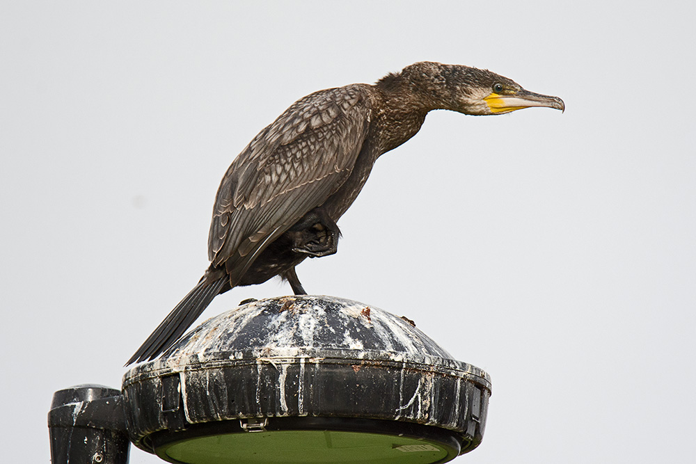 DSC_7944.jpg